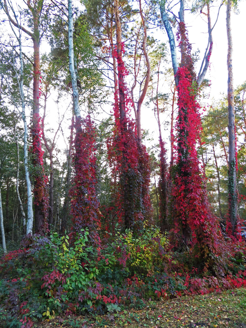 Herbst am Steinhuder Meer