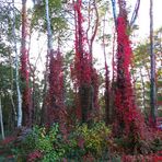 Herbst am Steinhuder Meer