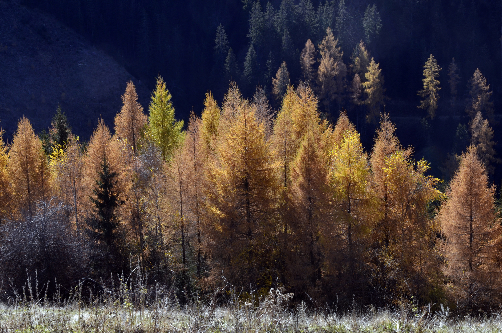 Herbst am Steinplan