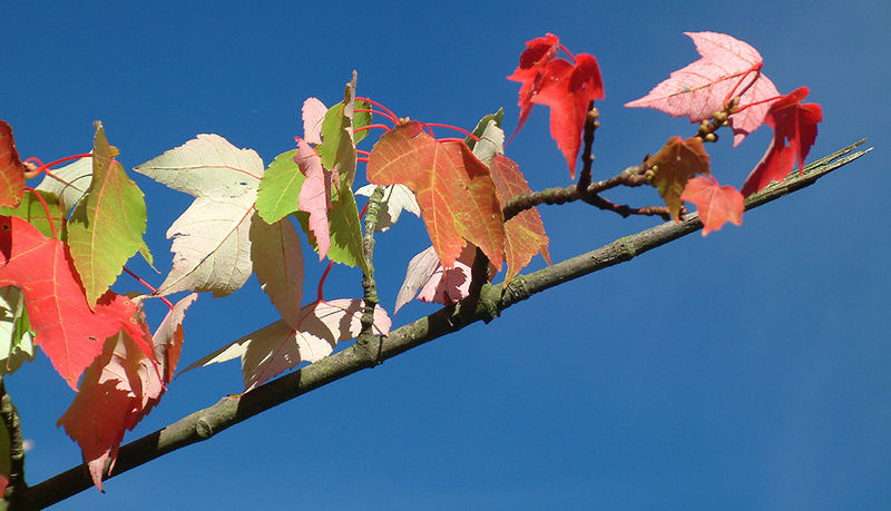 Herbst am Stock