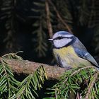 Herbst am Storkower See