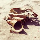 Herbst am Strand