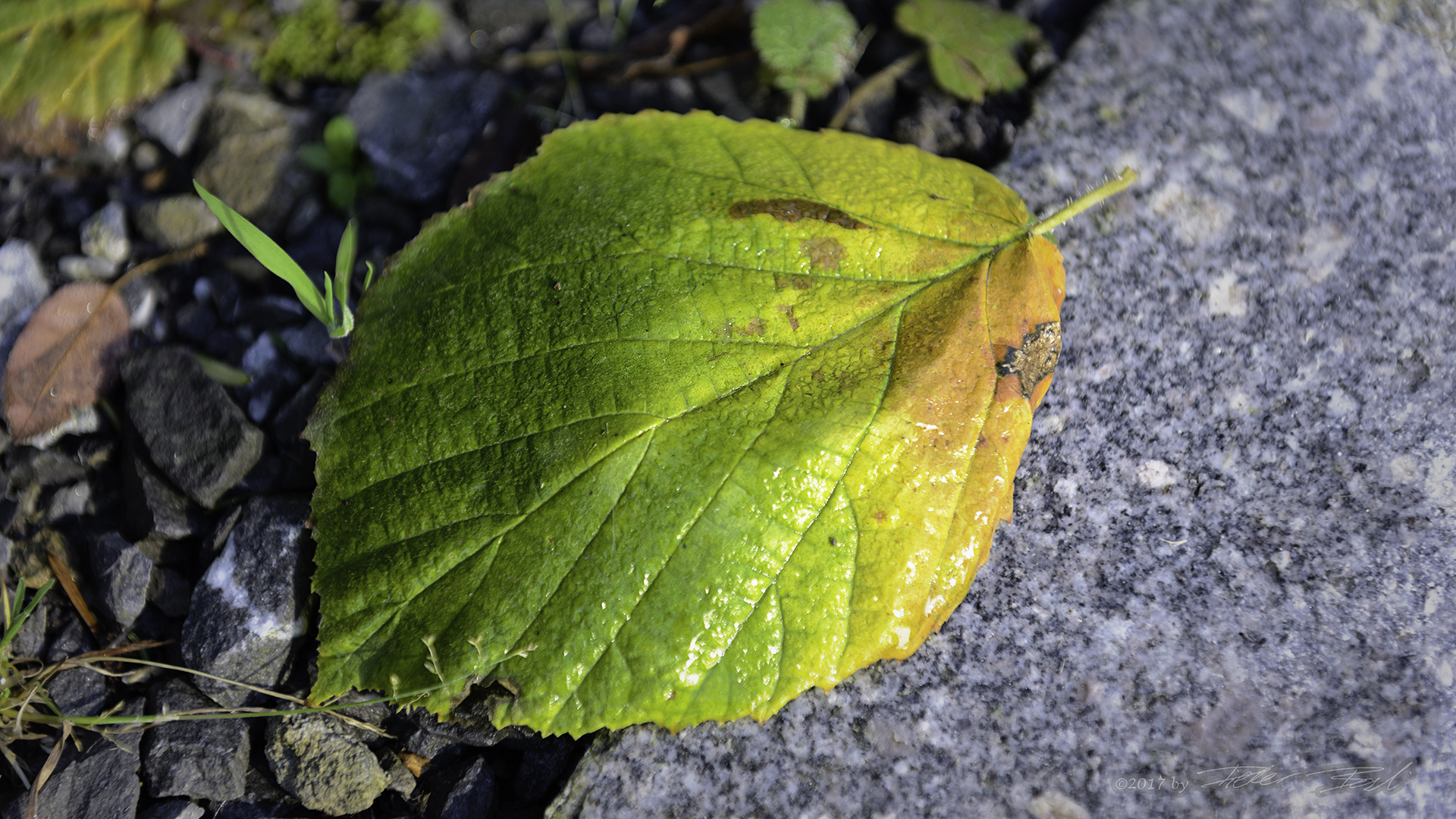 Herbst am Strassenrand