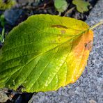 Herbst am Strassenrand