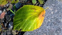 Herbst am Strassenrand