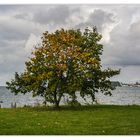 Herbst am Strelasund