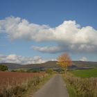 Herbst am Süntel