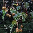 Herbst am Tauben- (Taschentuch-) -baum