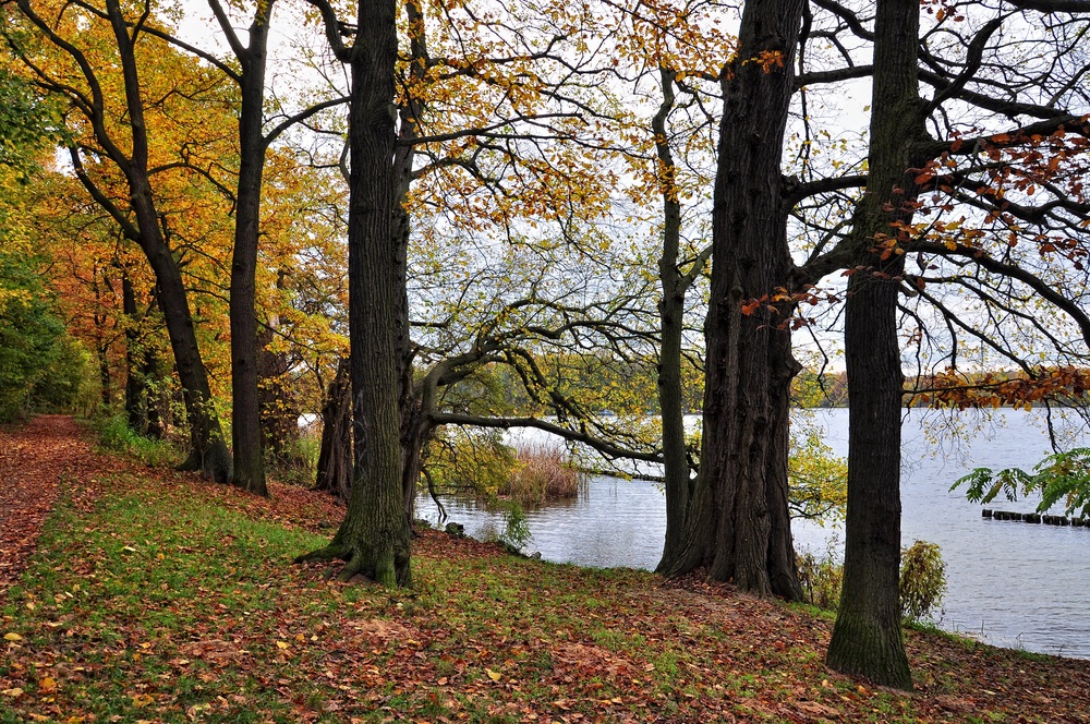 Herbst am Tegler See.......