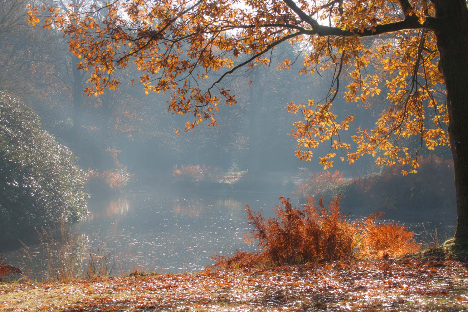 Herbst am Teich