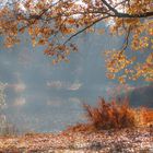 Herbst am Teich