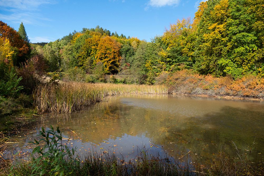 Herbst am Teich Foto & Bild bäume, teich, natur Bilder auf