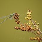 Herbst am Teich