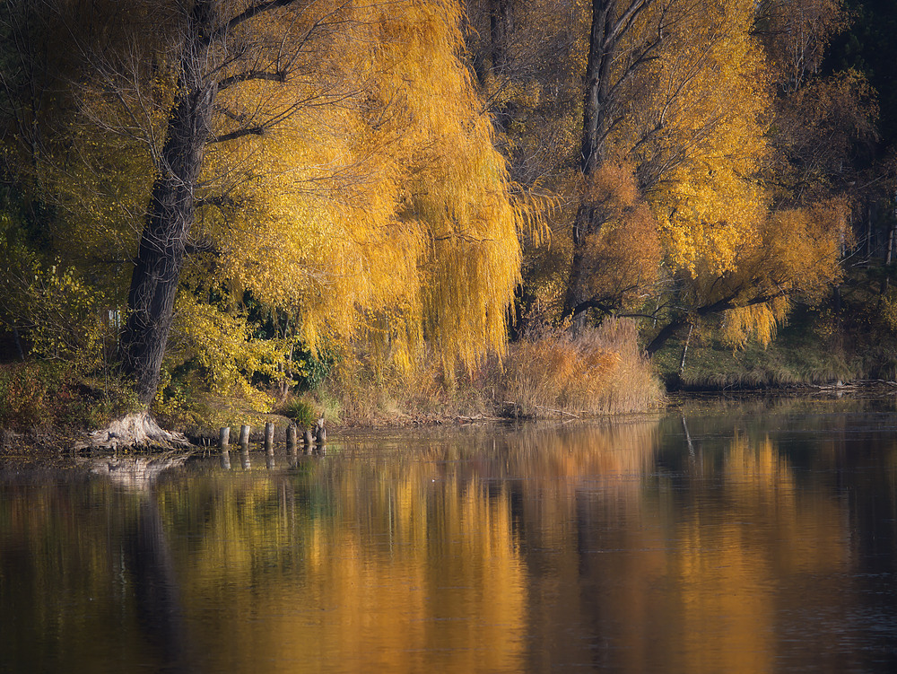 Herbst am Teich