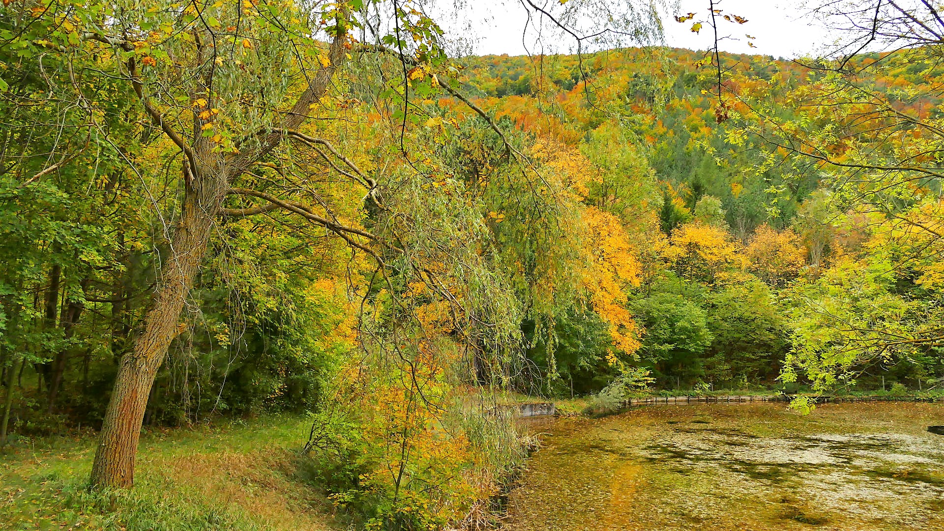 Herbst am Teich 2 Foto & Bild europe, Österreich, landschaft Bilder
