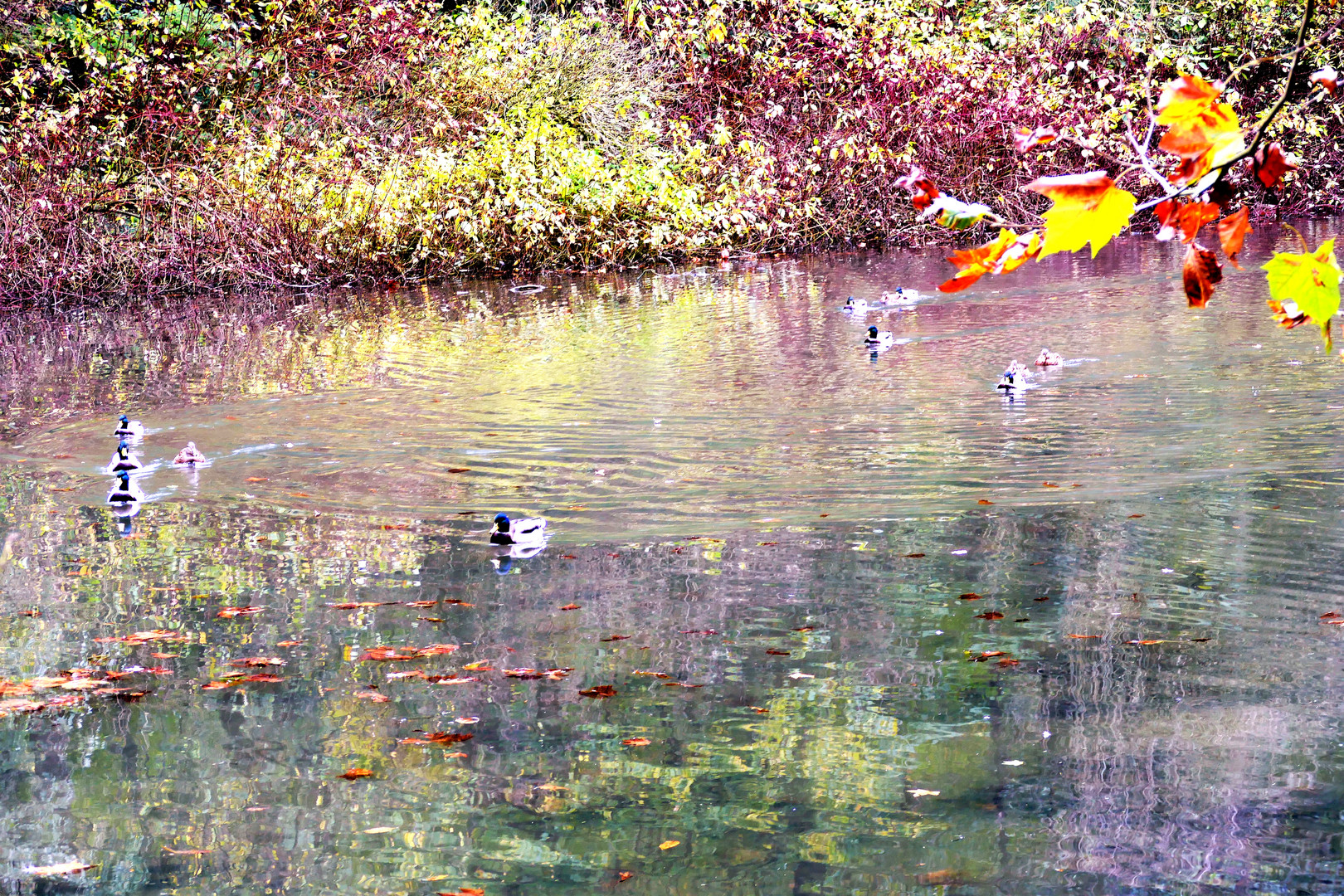 Herbst am Teich