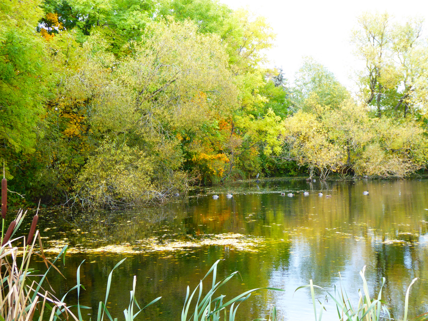 Herbst am Teich