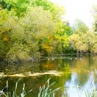 Herbst am Teich