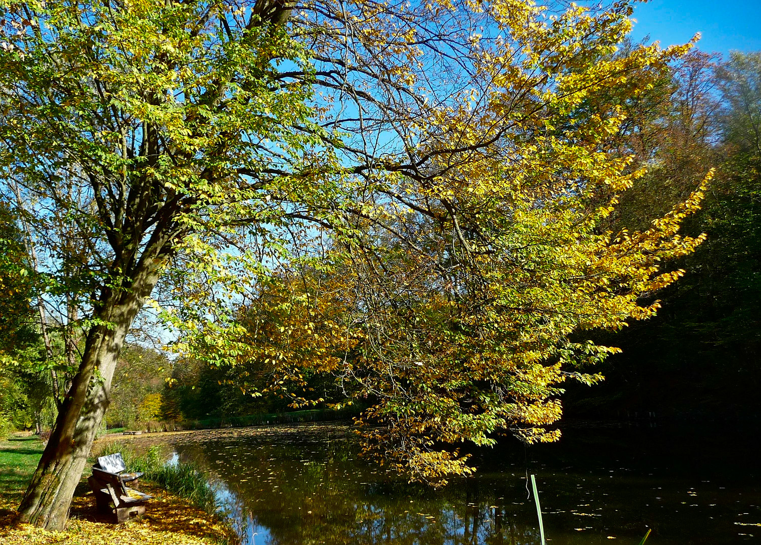 Herbst am Teich