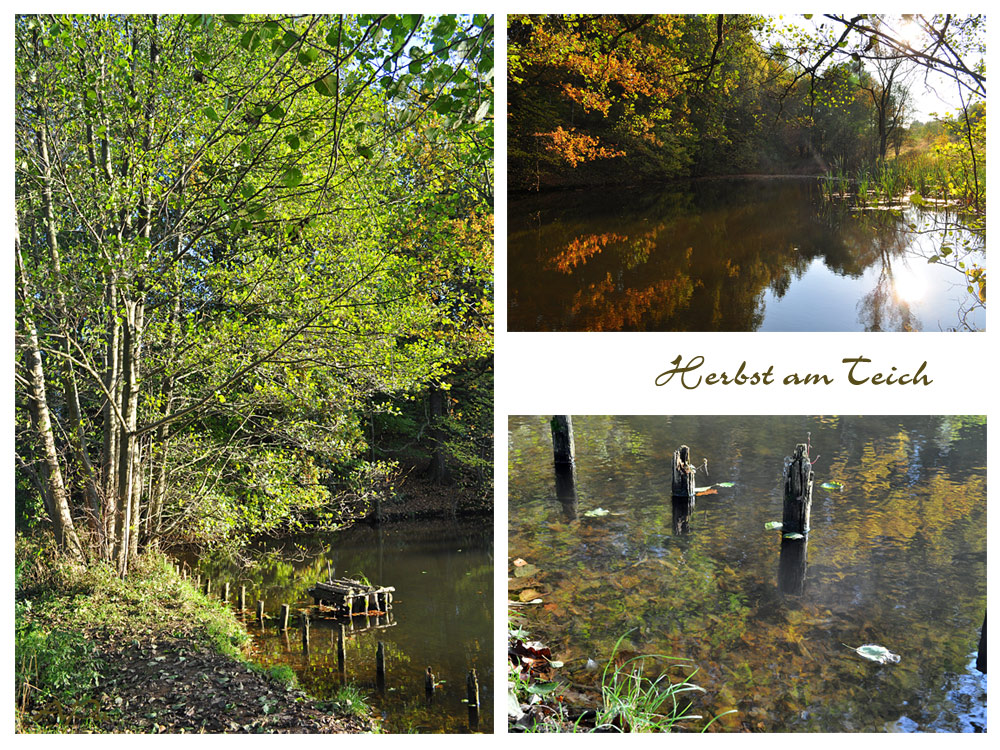 Herbst am Teich (3)