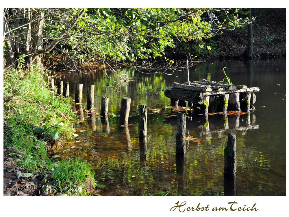 Herbst am Teich