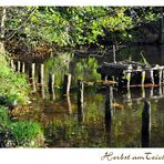 Herbst am Teich