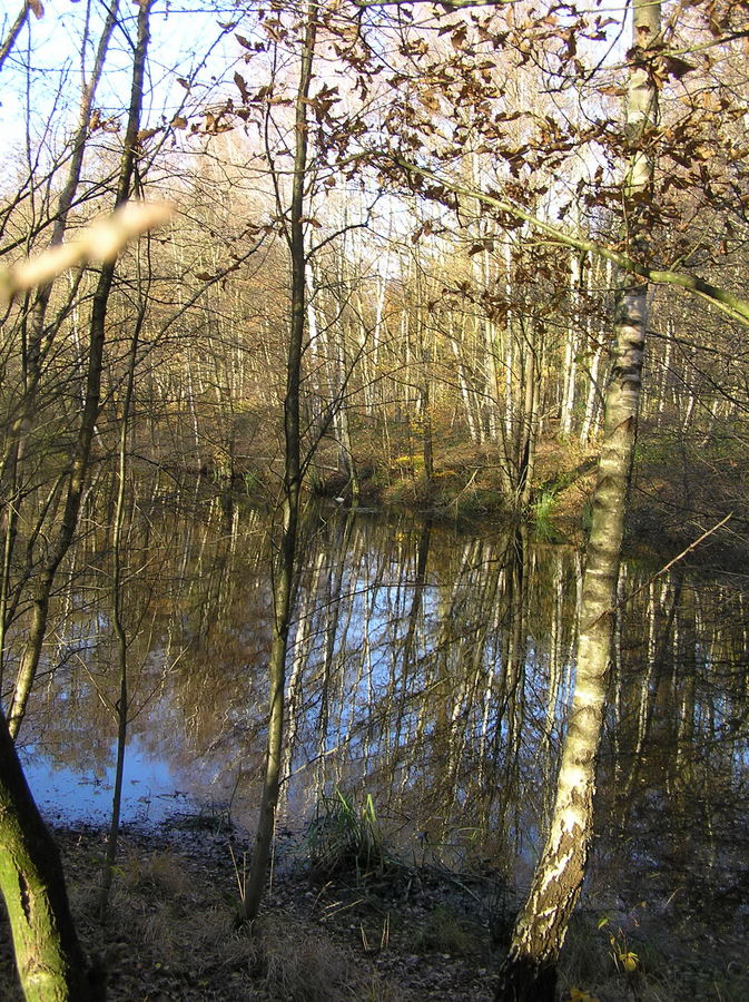 Herbst am Teich