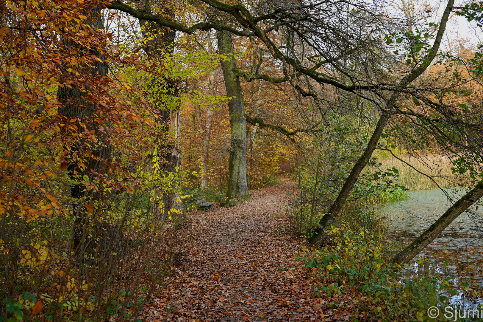 Herbst am Teich