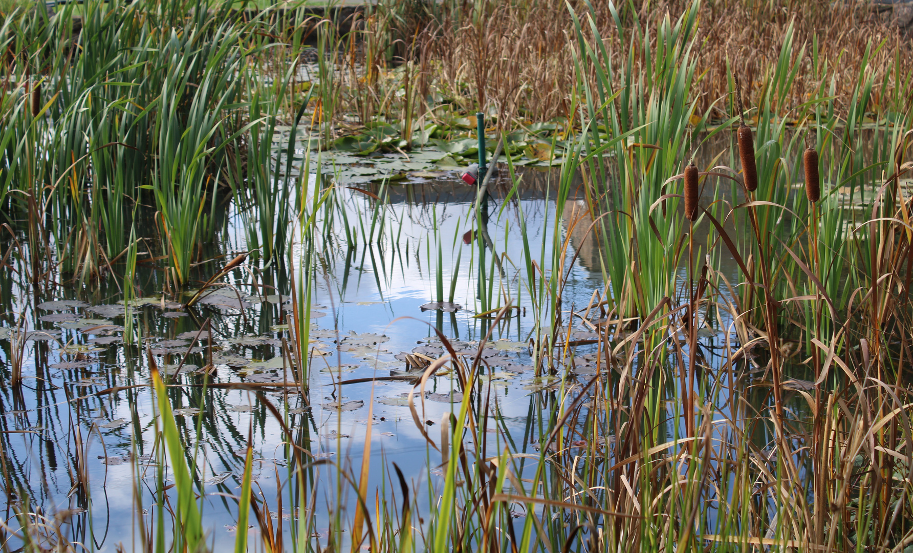 Herbst am Teich