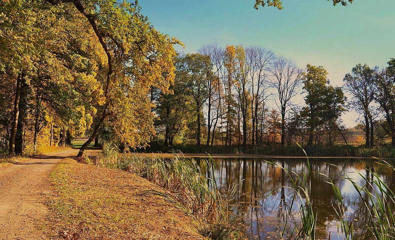 Herbst am Teich