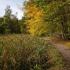 Herbst am Teich