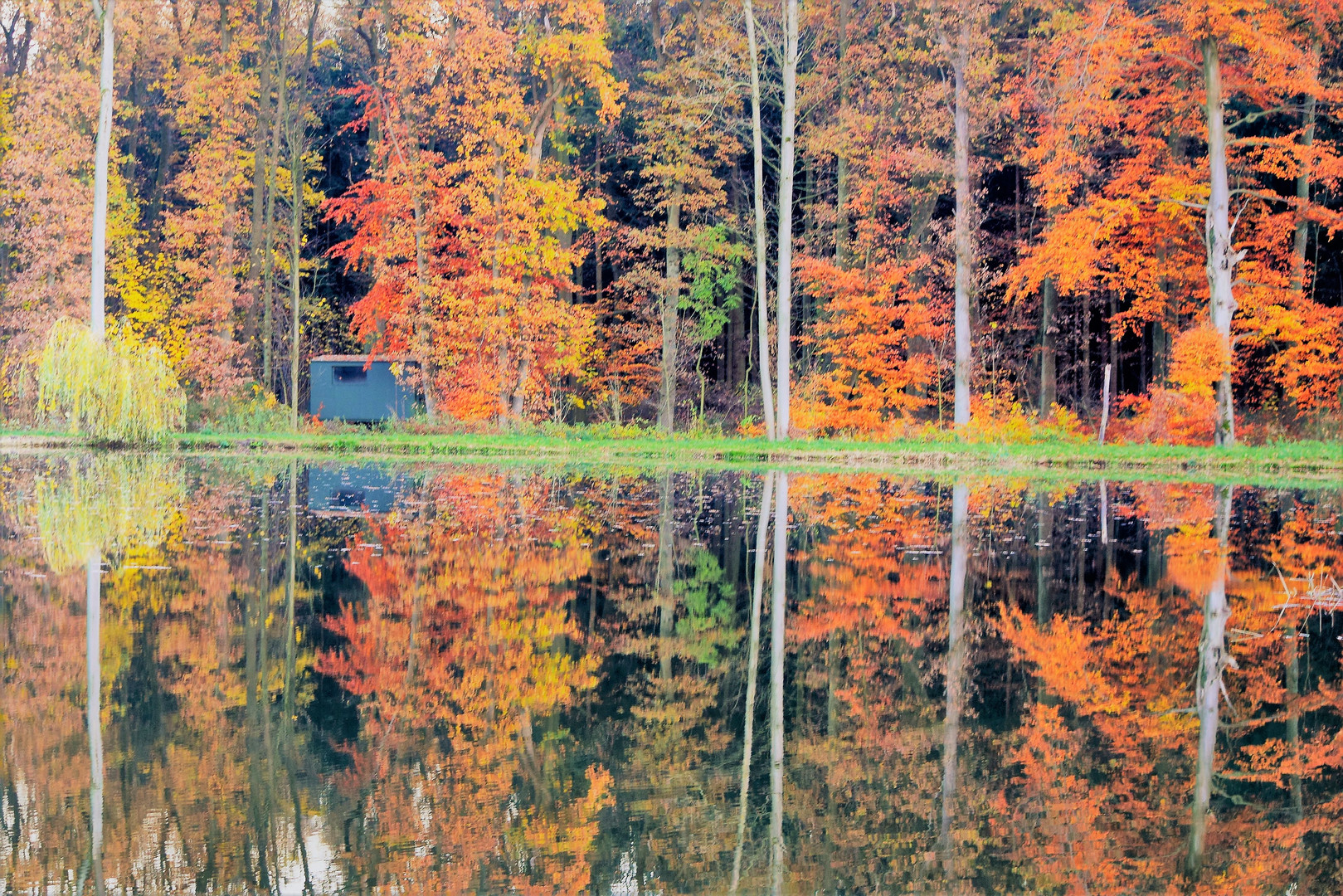 Herbst am Teich