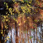 Herbst am Teich