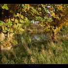 Herbst am Teich