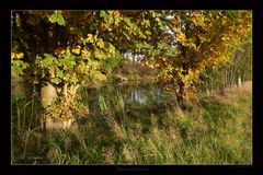 Herbst am Teich