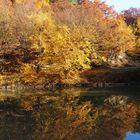 Herbst am Teich