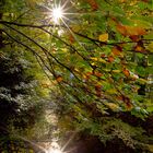 Herbst am Teich