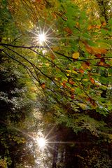 Herbst am Teich