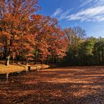 Herbst am Teich 