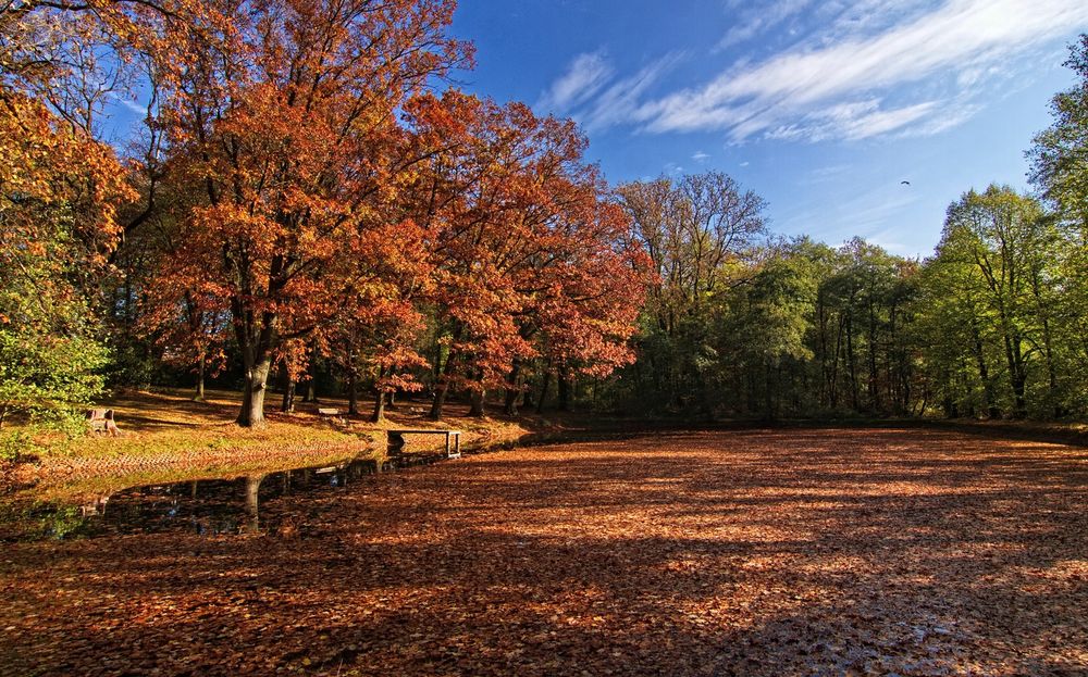 Herbst am Teich Foto & Bild oktober, wolken, baum Bilder auf