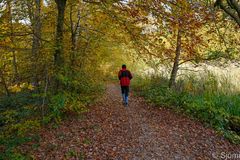 Herbst am Teich