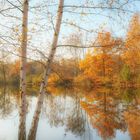 Herbst am Teich