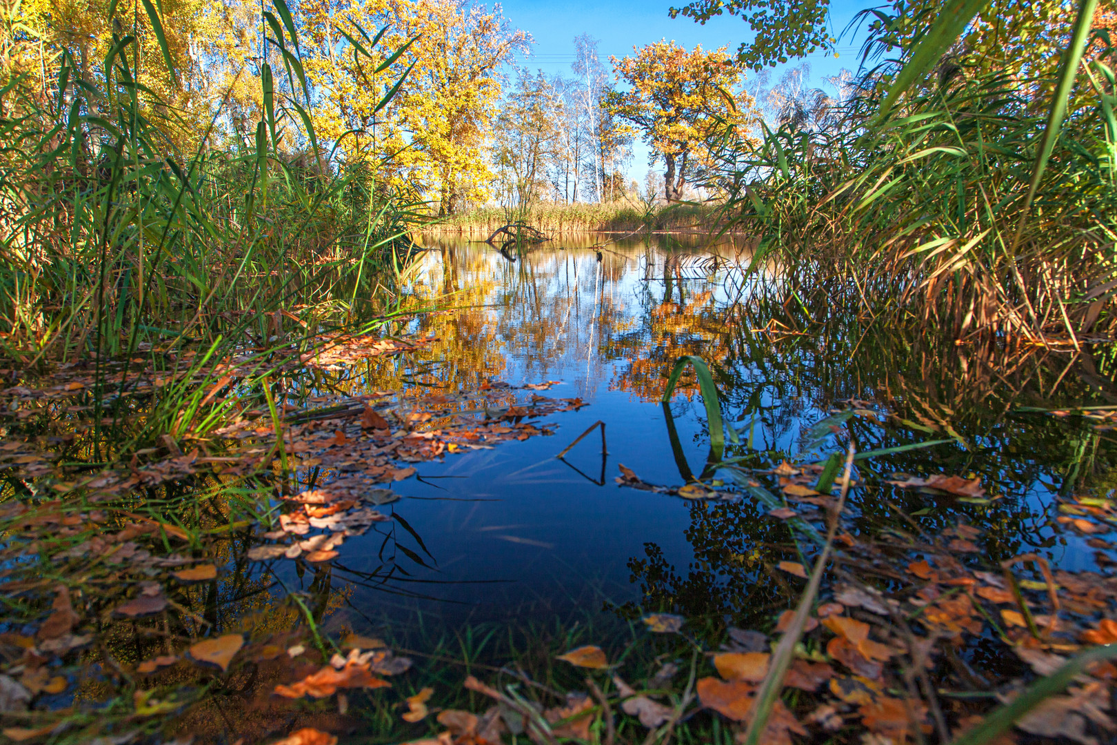 Herbst am Teich