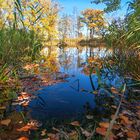 Herbst am Teich