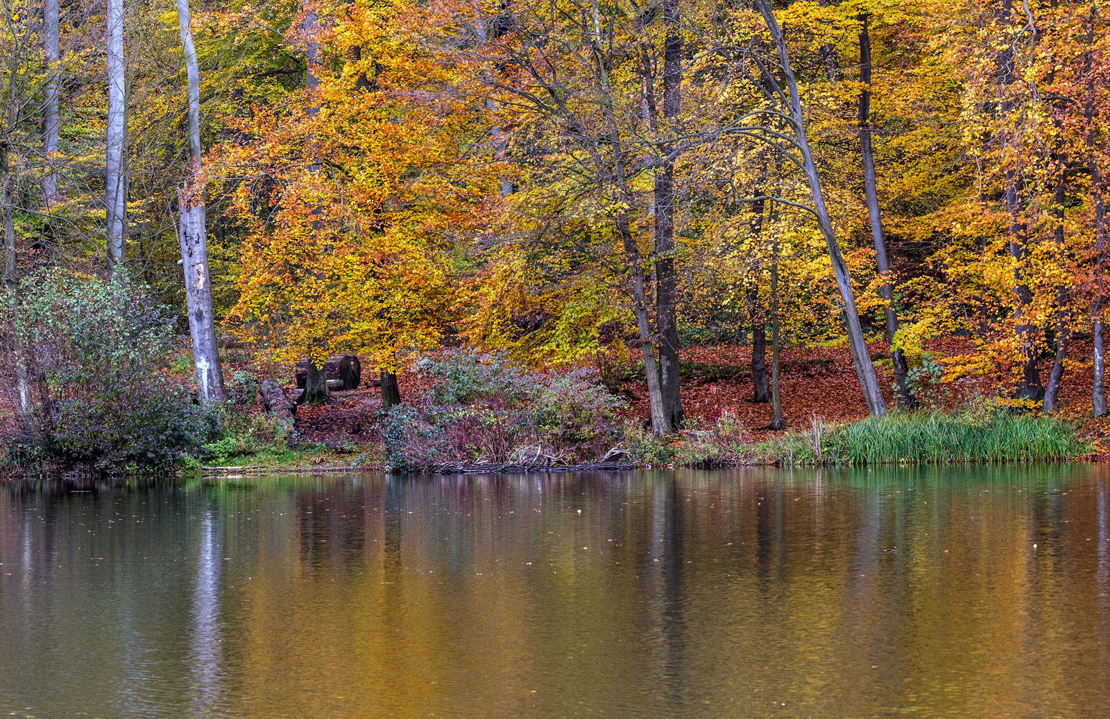 Herbst am Teich Foto & Bild pflanzen, pilze & flechten, bäume