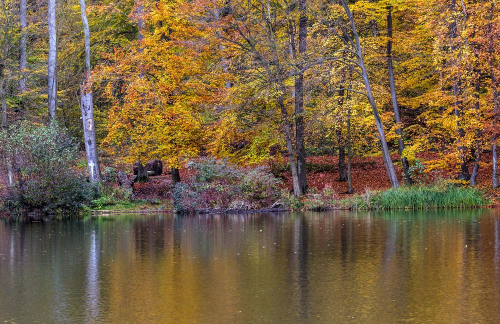 Herbst am Teich Foto & Bild pflanzen, pilze & flechten, bäume