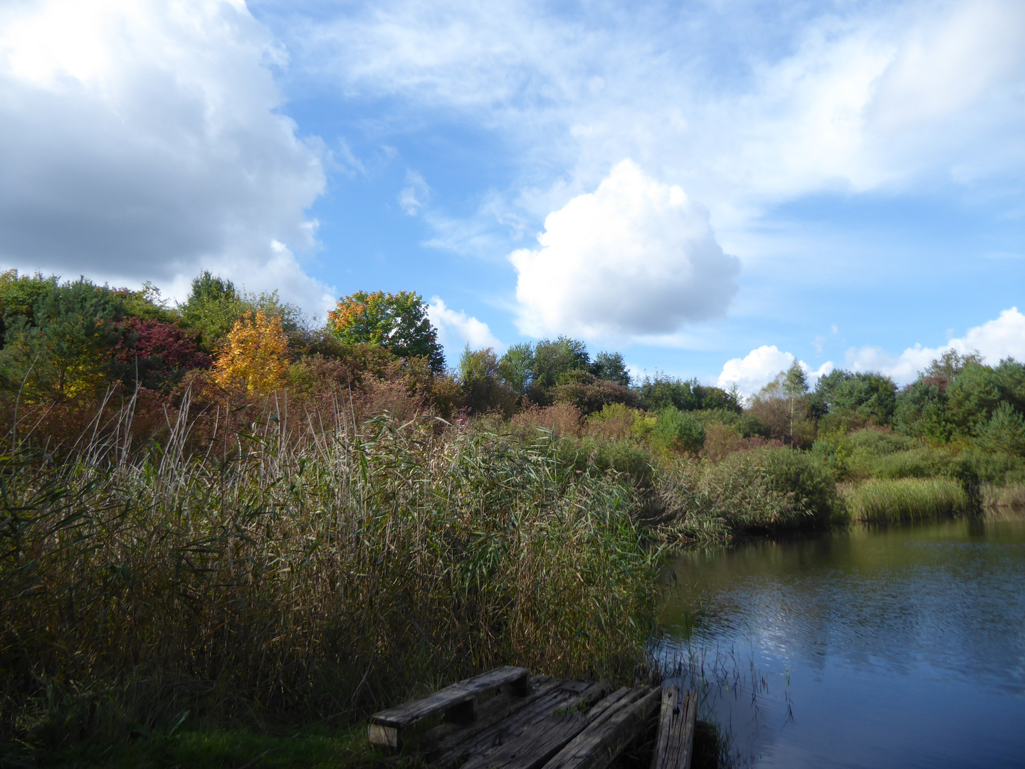 Herbst am Teich