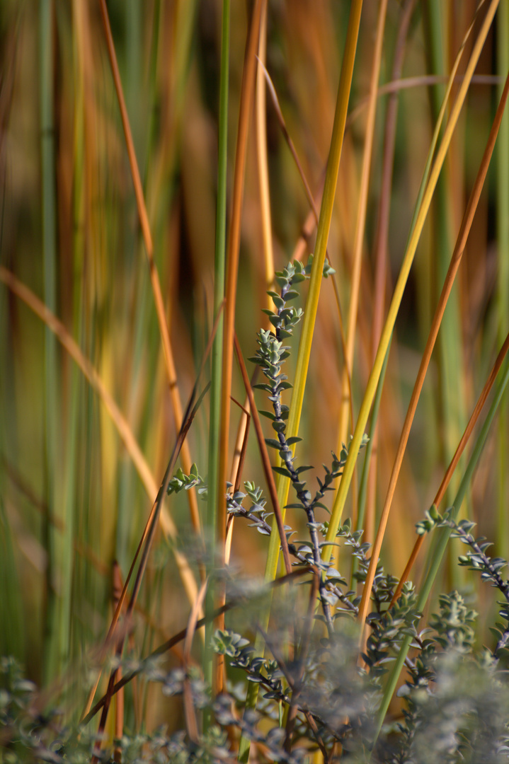 Herbst am Teich