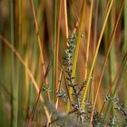 Herbst am Teich