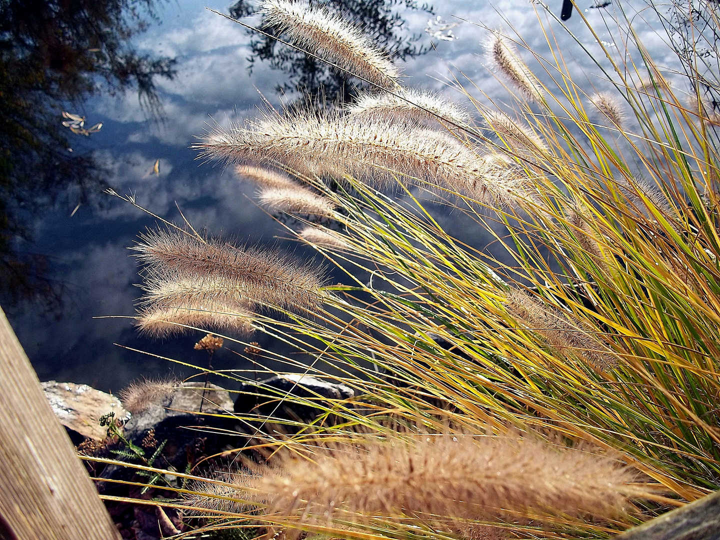 Herbst am Teich